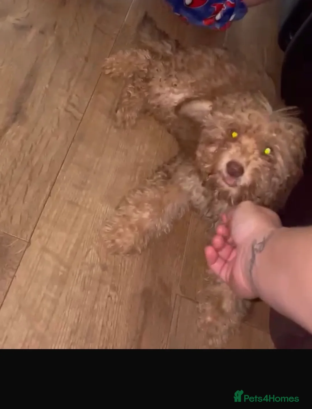 Cockapoo dogs for sale: F1b cocapoo  - Advert 1