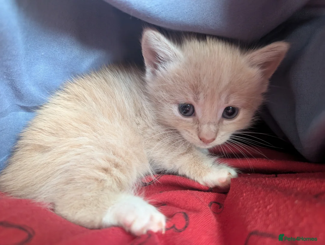 British Shorthair cats for sale: 3 adorable 8-week old kittens  - Advert 9