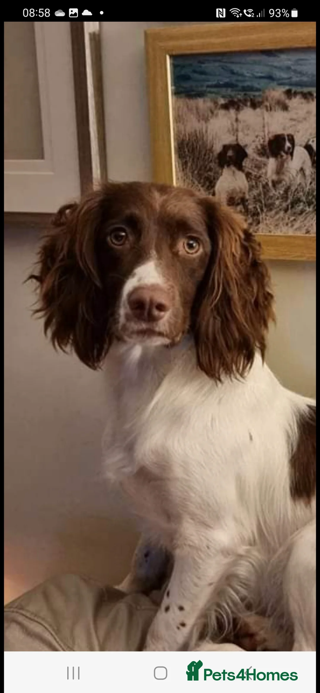 English Springer Spaniel dogs for sale:  Health tested Springer Spaniel puppies - Advert 15