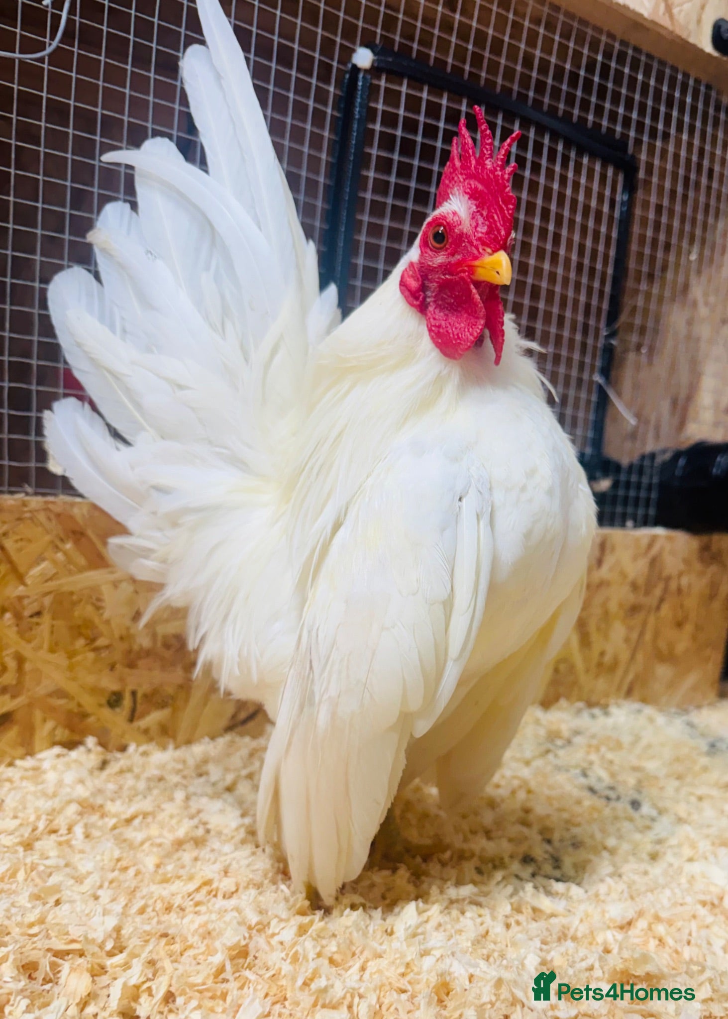 Chickens poultry for sale: ***The Worlds smallest—Serama Bantams*** - Advert 1