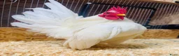 Chickens poultry for sale: ***The Worlds smallest—Serama Bantams*** - Advert 2