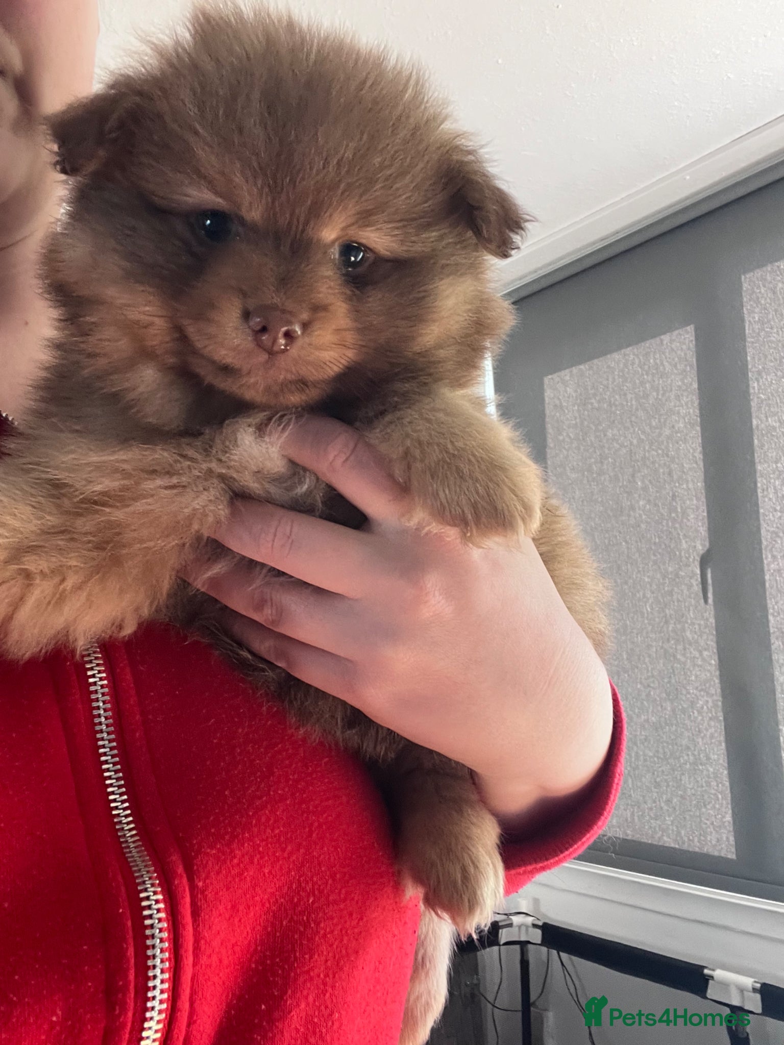 Pomeranian dogs LAST BOY READY TO LEAVE SATURDAY - Advert 13