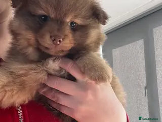 Pomeranian dogs LAST BOY READY TO LEAVE SATURDAY - Advert 1