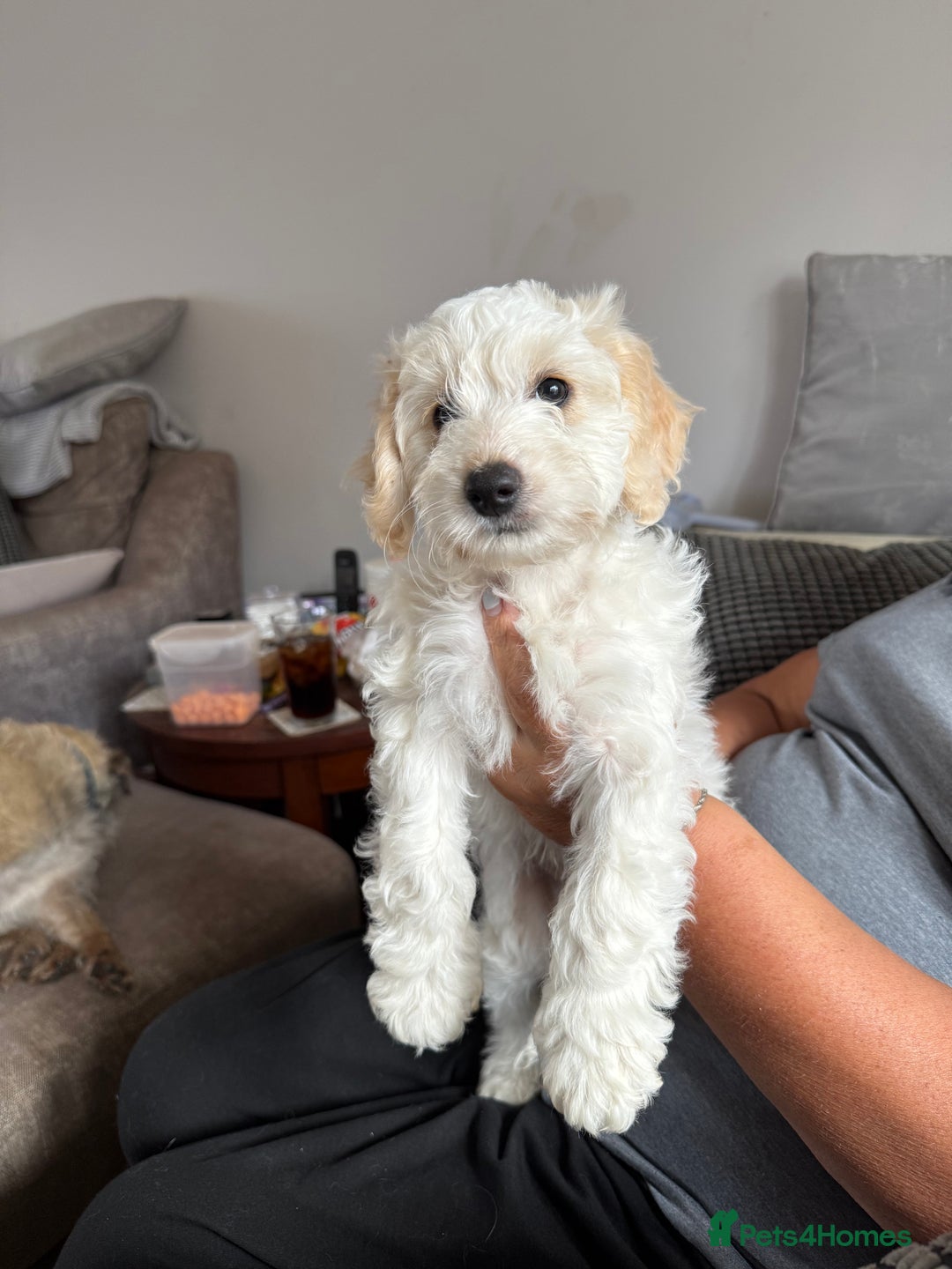 Cockapoo dogs for sale:  F2 Cockerpoo Puppies Ready Now - Image 7