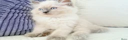 Ragdoll cats for sale: Blue Point Ragdoll Kittens 3 boys left  - Advert 7