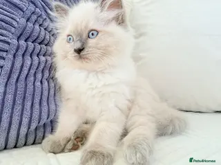 Ragdoll cats Blue Point Ragdoll Kittens for sale - Advert 2