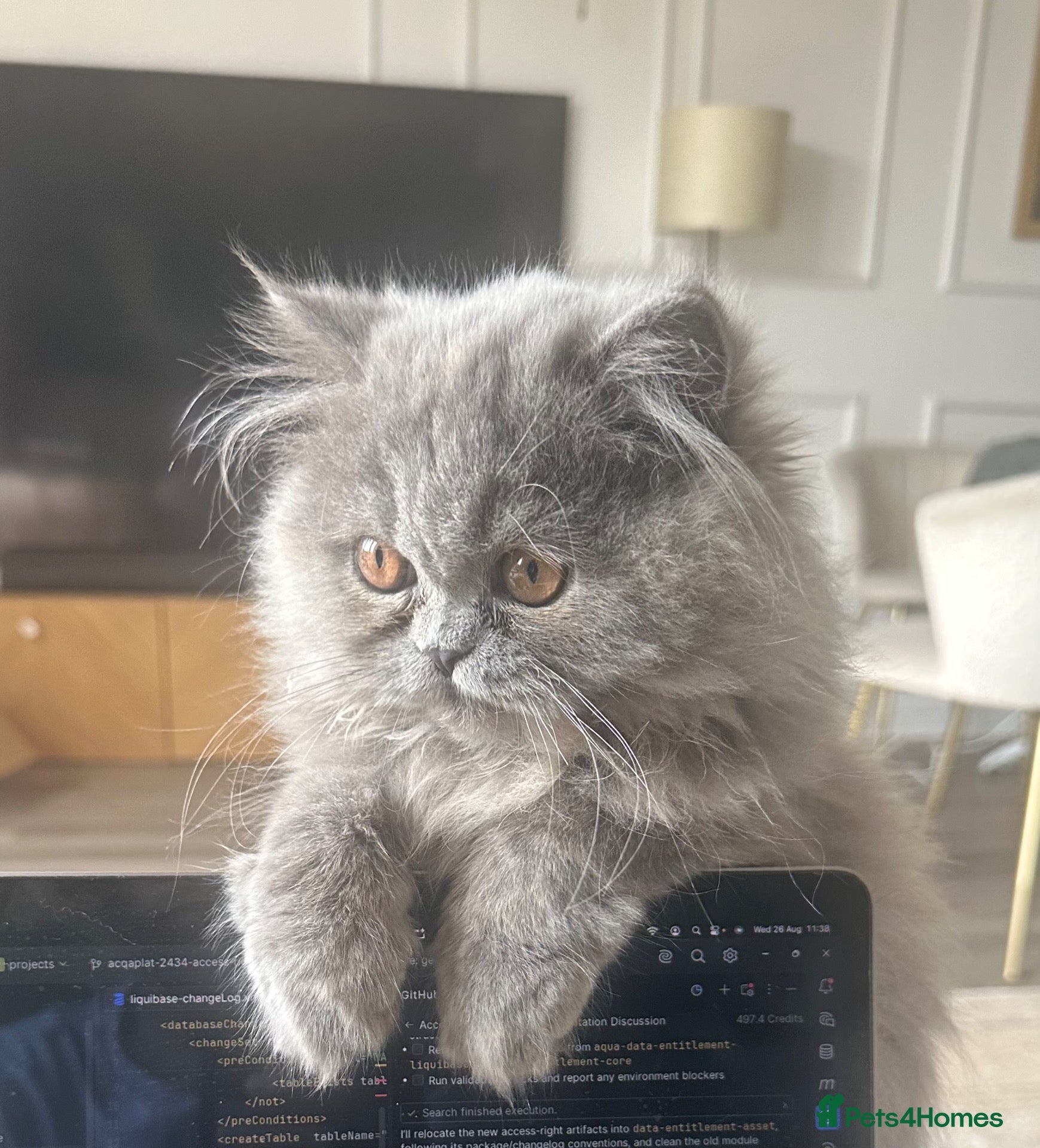 Persian cats Pedigree Long-Haired Bicolor Persian Kitten - Advert 12