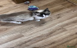 Ragdoll cats for sale: Chocolate bio Ragdoll - Image 6