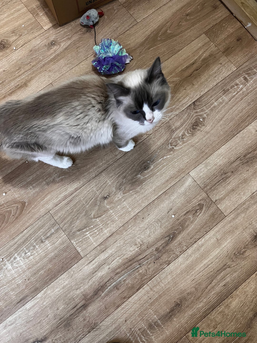 Ragdoll cats for sale: Chocolate bio Ragdoll - Image 6