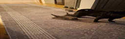 British Shorthair cats for sale: 2british shorthair girls - Advert 9