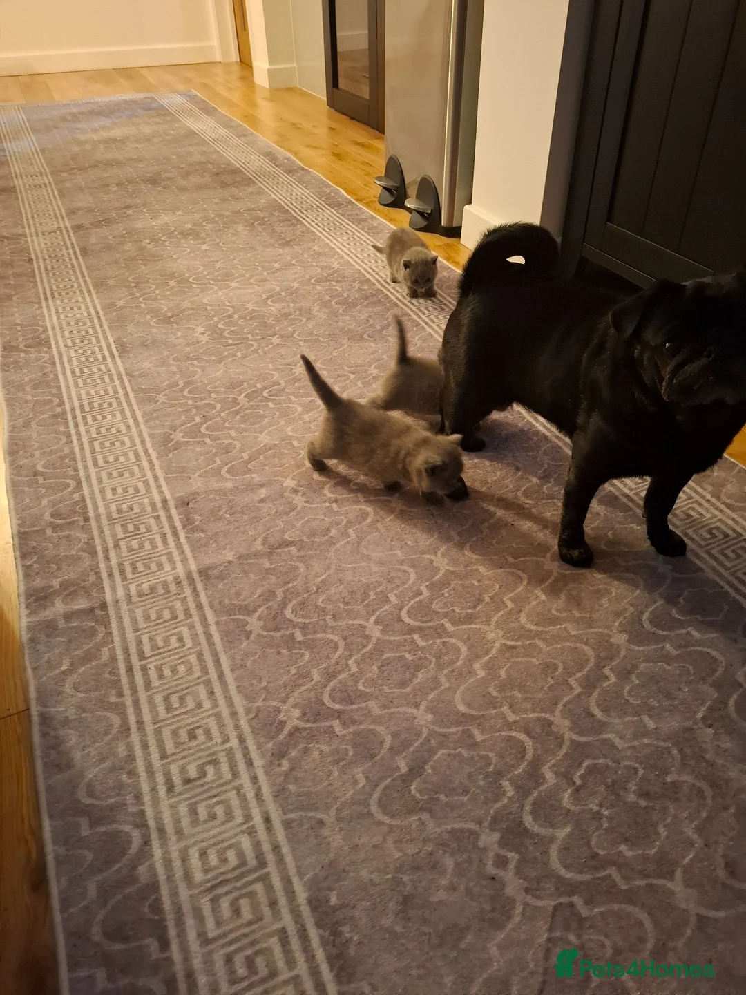 British Shorthair cats for sale: 2british shorthair girls - Advert 9