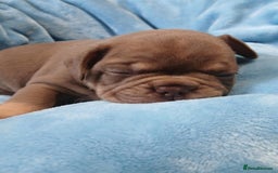 French Bulldog dogs for sale: French bulldogs for sale  - Image 5