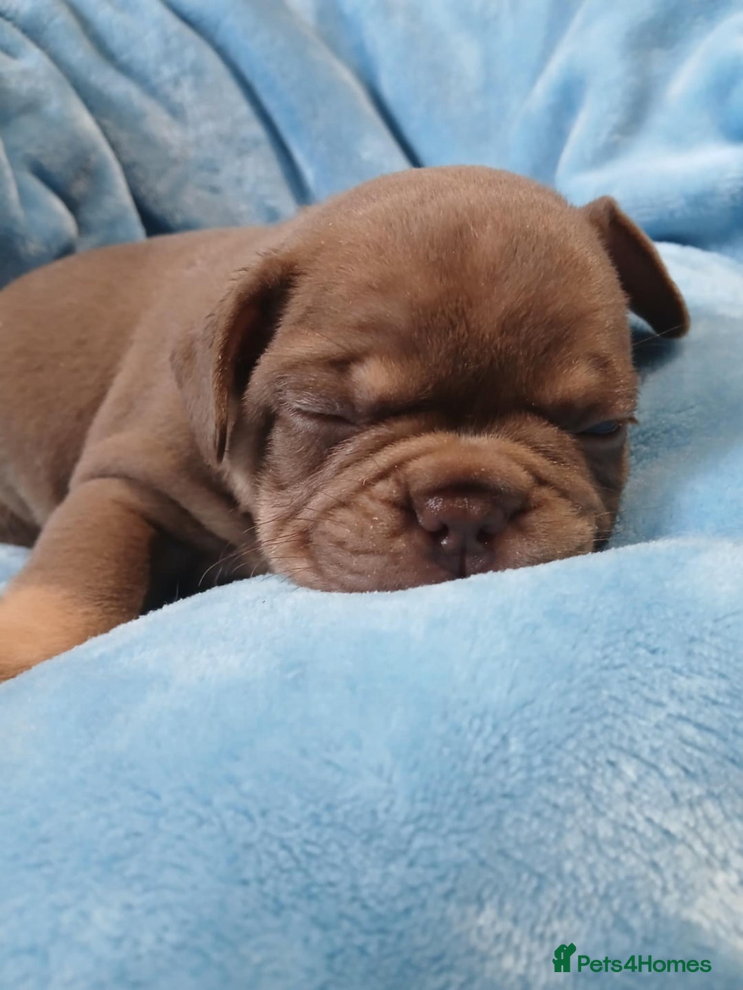 French Bulldog dogs for sale: French bulldogs for sale  - Image 5
