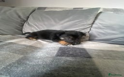 Mixed Breed dogs for sale: Ready for new loving homes now - Image 12