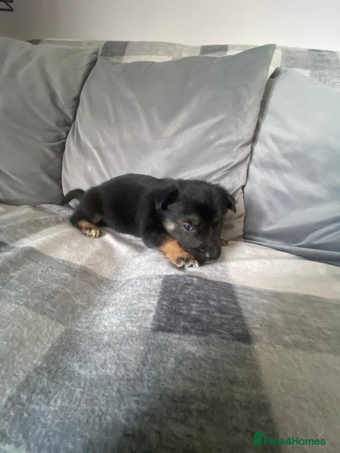 Mixed Breed dogs for sale: Ready for new loving homes now - Image 12