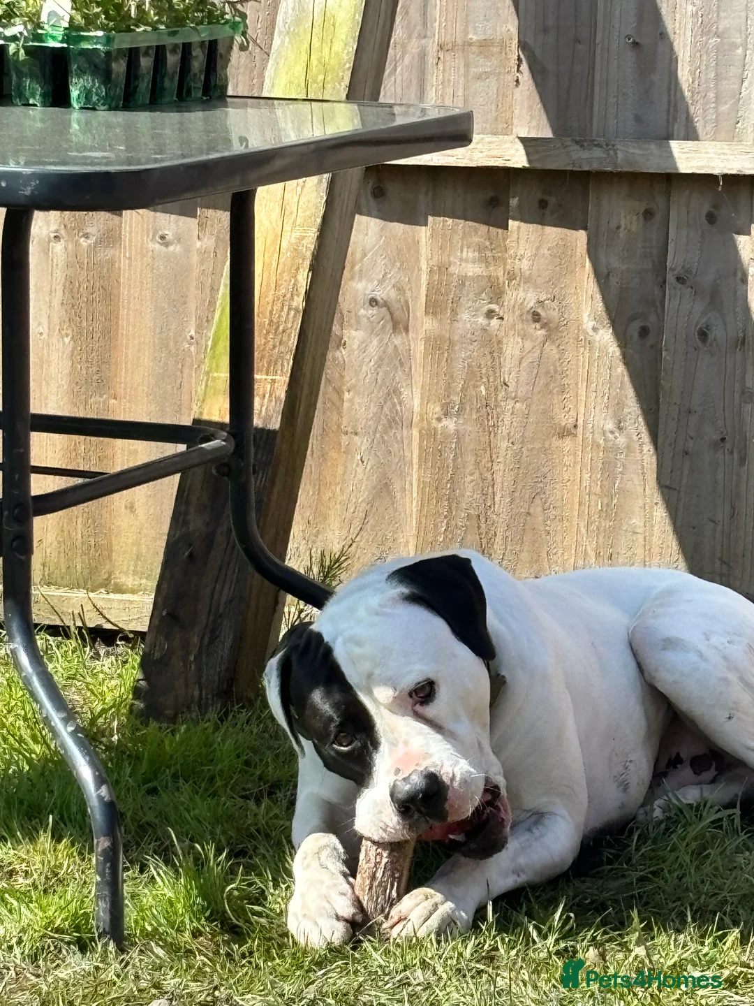 American Bulldog dogs for sale: Albie the American bulldog  - Advert 9