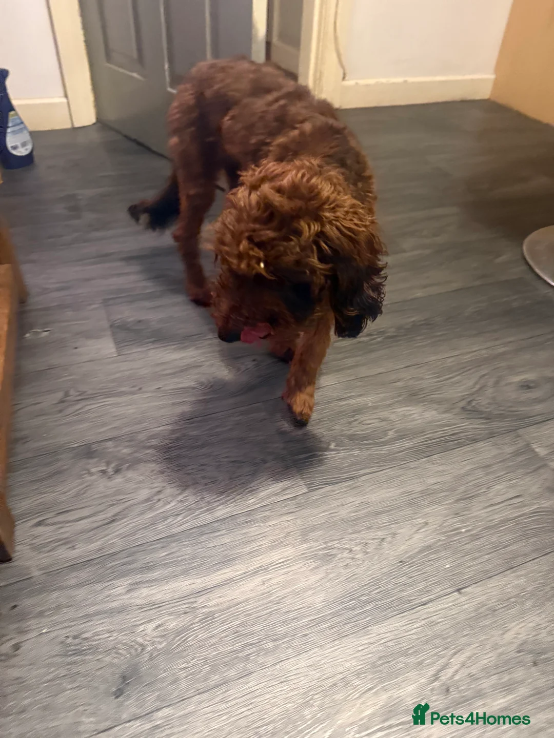 Cockapoo dogs for sale: Millie - Advert 3
