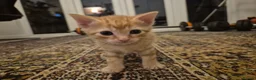 British Shorthair cats for sale: Beautiful kittens - Advert 18