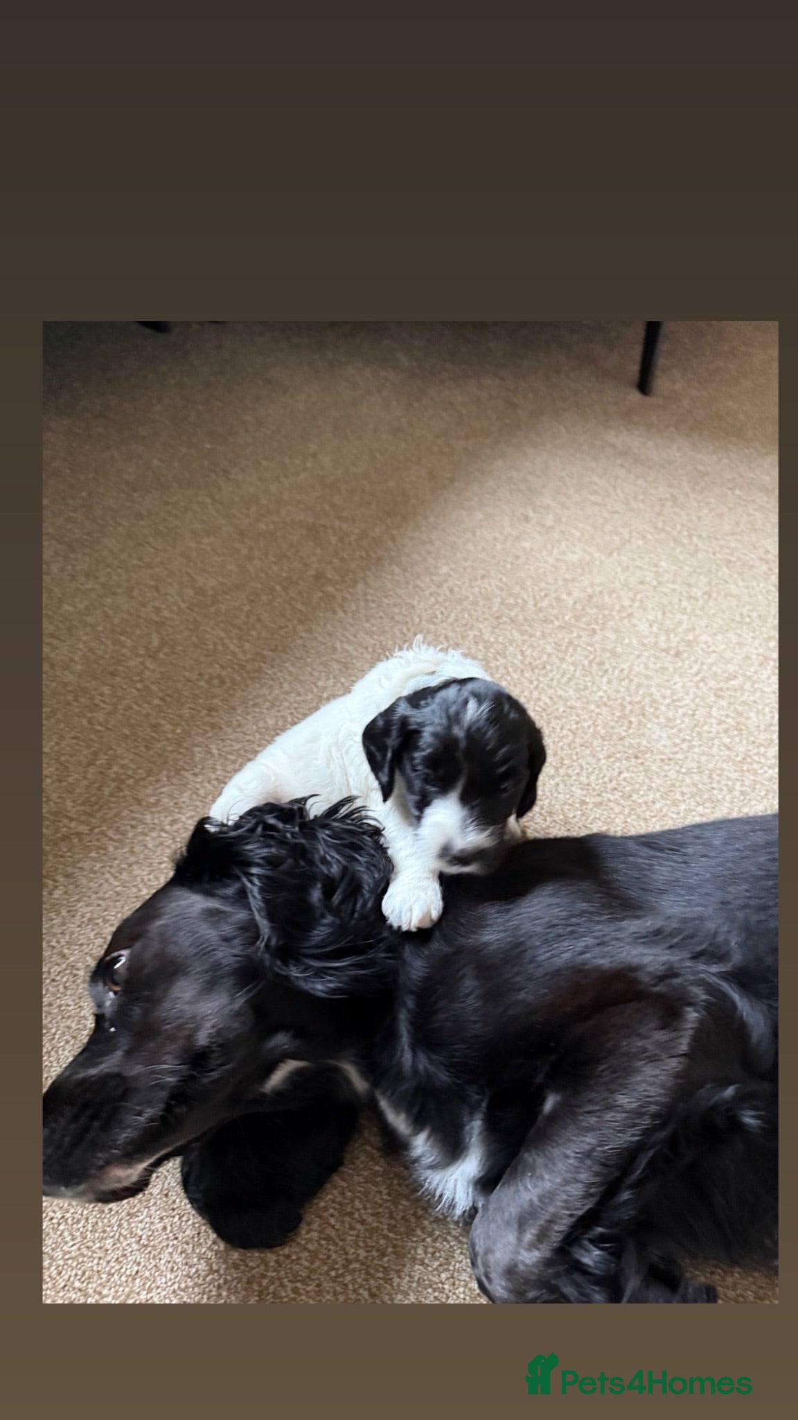 Mixed Breed dogs Last remaining Cockerpoo, ready for new home!  - Advert 2