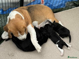 Mixed Breed dogs - Advert 2