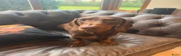 Dachshund dogs for sale: Black tan Dachshunds  - Advert 12