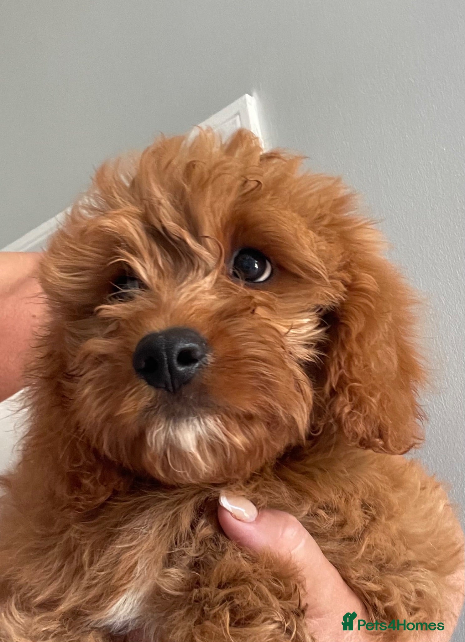 Cavapoo dogs ADORABLE CAVAPOO PUPPIES  - Advert 16