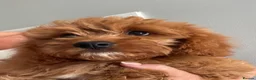 Cavapoo dogs for sale: ADORABLE CAVAPOO PUPPIES  - Advert 8