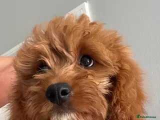 Cavapoo dogs ADORABLE CAVAPOO PUPPIES - Advert 1