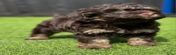 Cockapoo dogs for sale: Beautiful cockerpoos - Advert 5