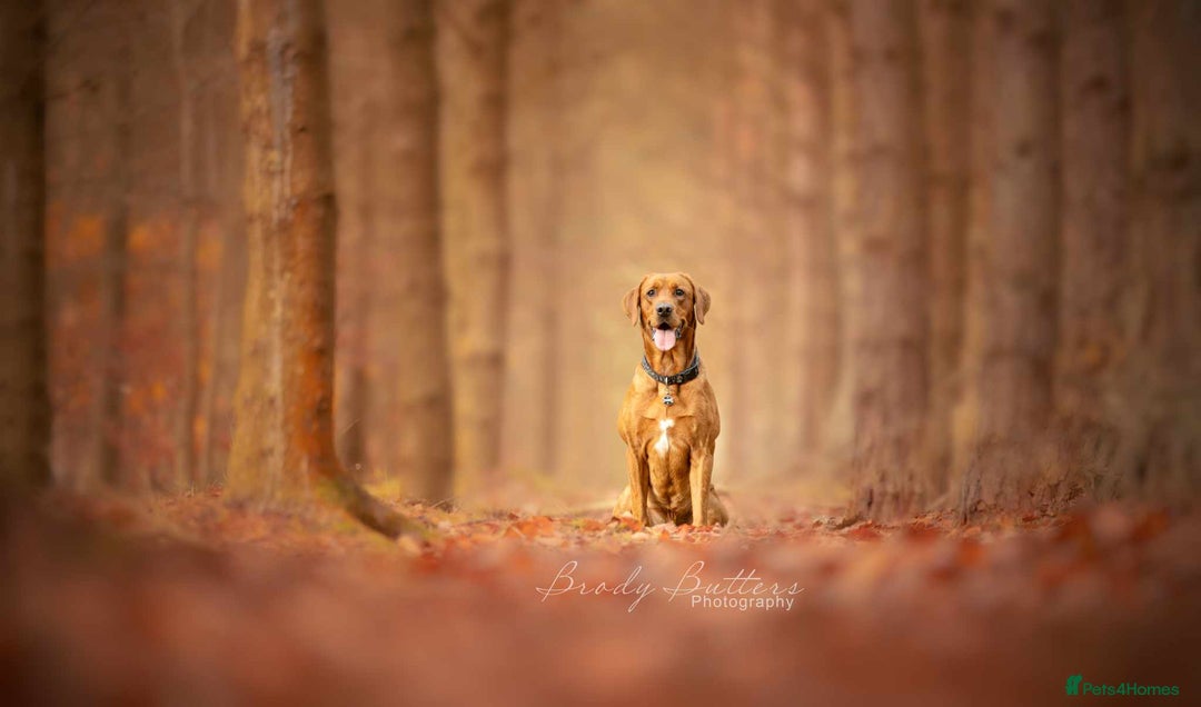 Labrador Retriever dogs for stud: Male Working Fox Red Labrador  in Ashington - Advert 5