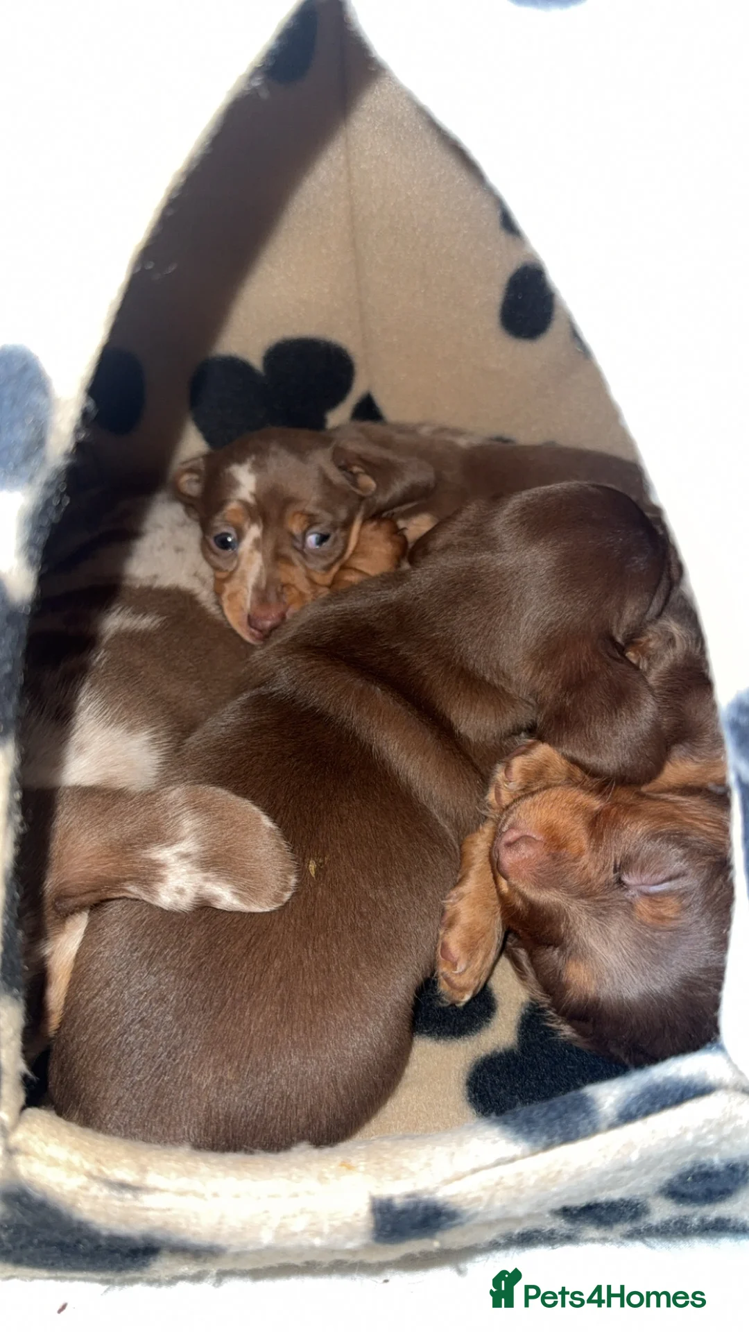 Miniature Dachshund dogs for sale: Miniature dachshund puppies!  - Advert 1
