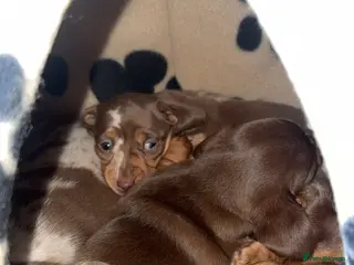 Miniature Dachshund dogs Miniature dachshund puppies! - Advert 6
