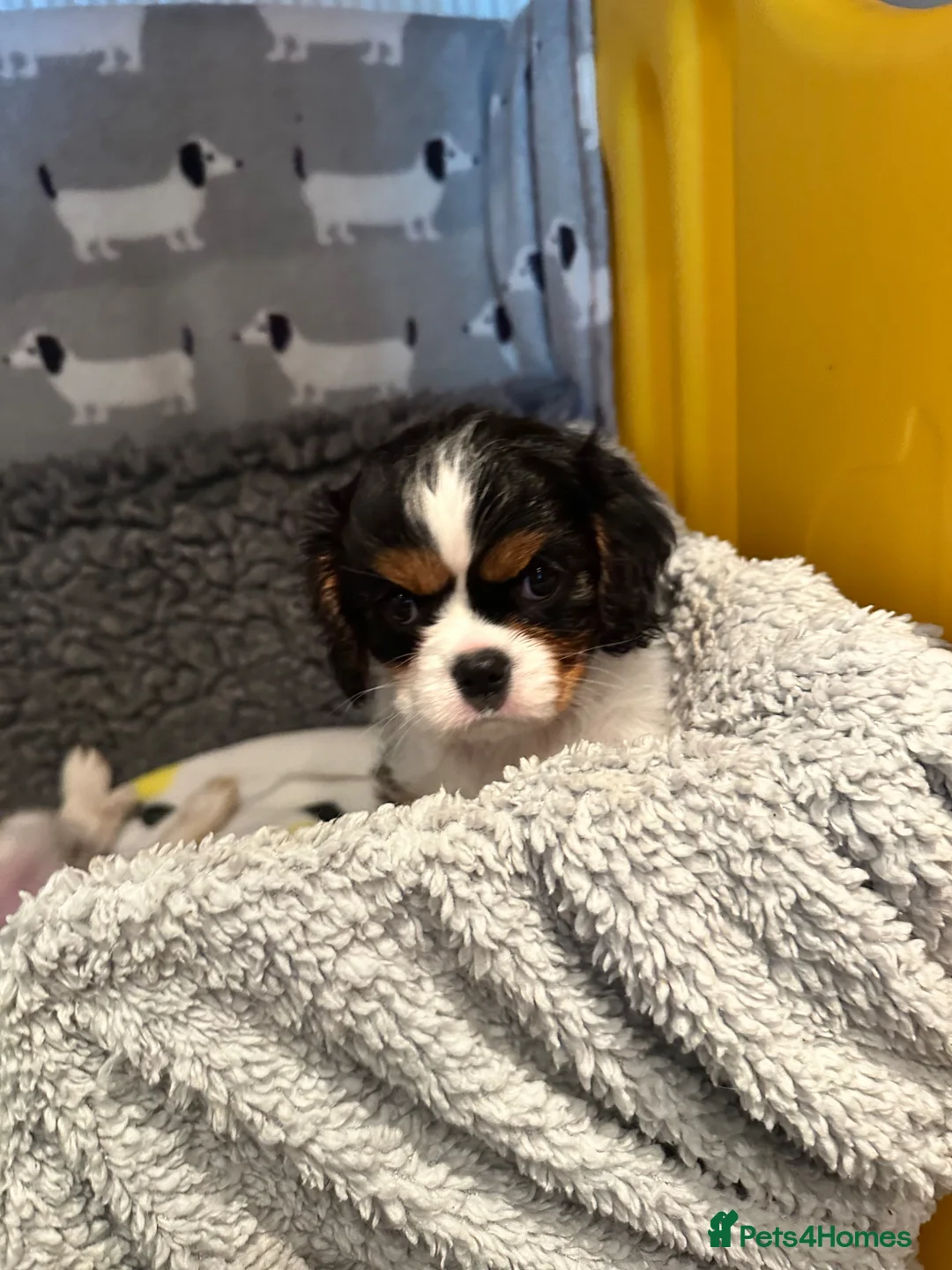Cavalier King Charles Spaniel dogs for sale: Male and female Tri cavalier  - Advert 2
