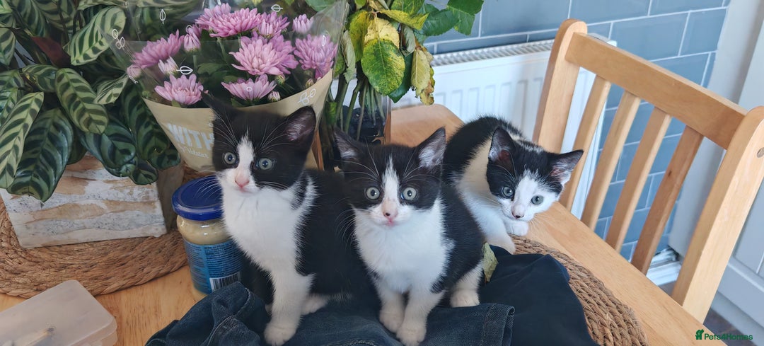 Domestic Shorthair cats for sale: Stunning Tuxedo shorthair kittens. - Image 3