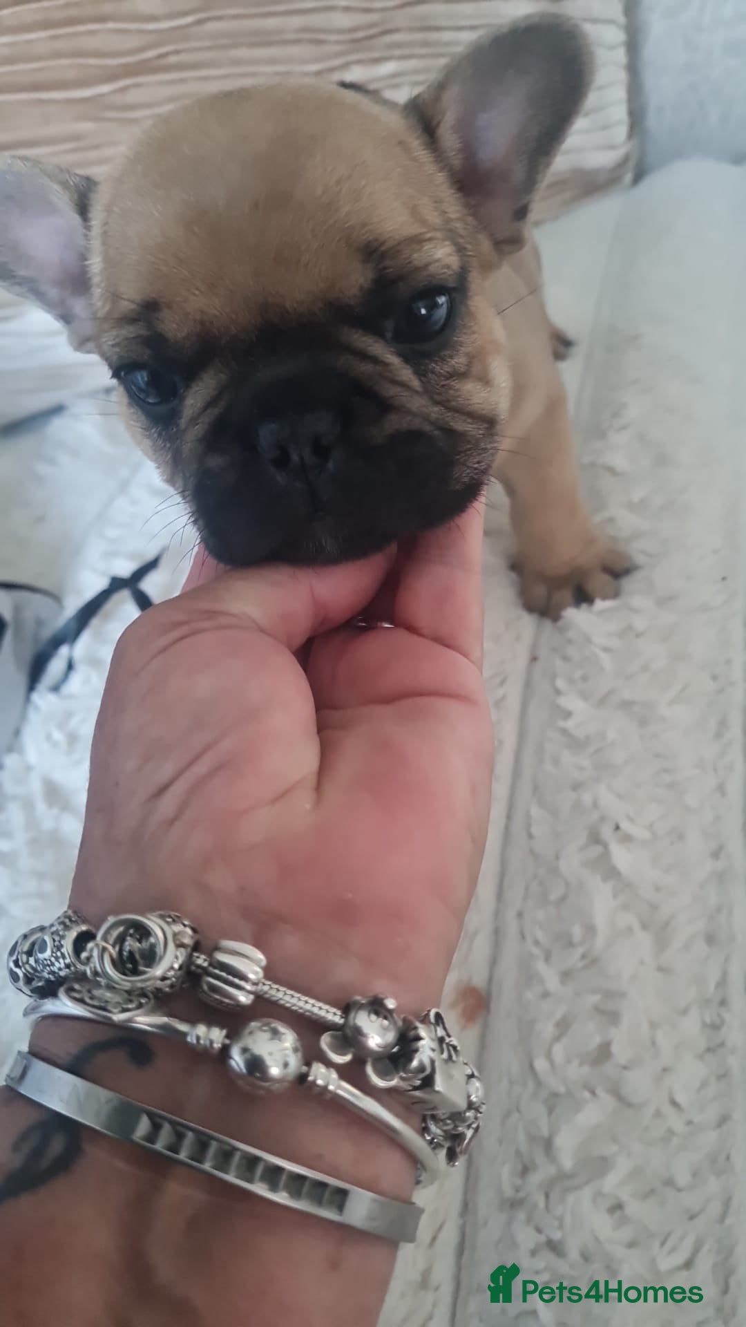 French Bulldog dogs for sale: French Bulldog puppies - Image 19