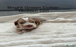 Cocker Spaniel dogs for sale: Beautiful Cocker Spaniel Puppies  - Image 15