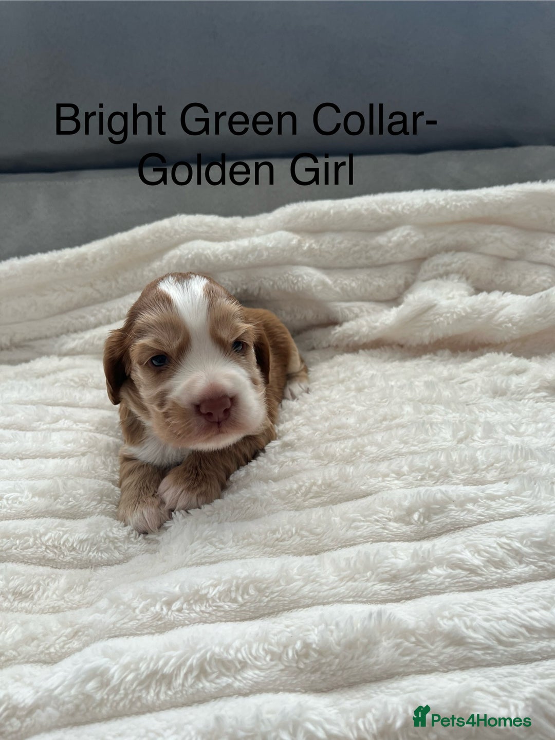 Cocker Spaniel dogs for sale: Beautiful Cocker Spaniel Puppies  - Image 15