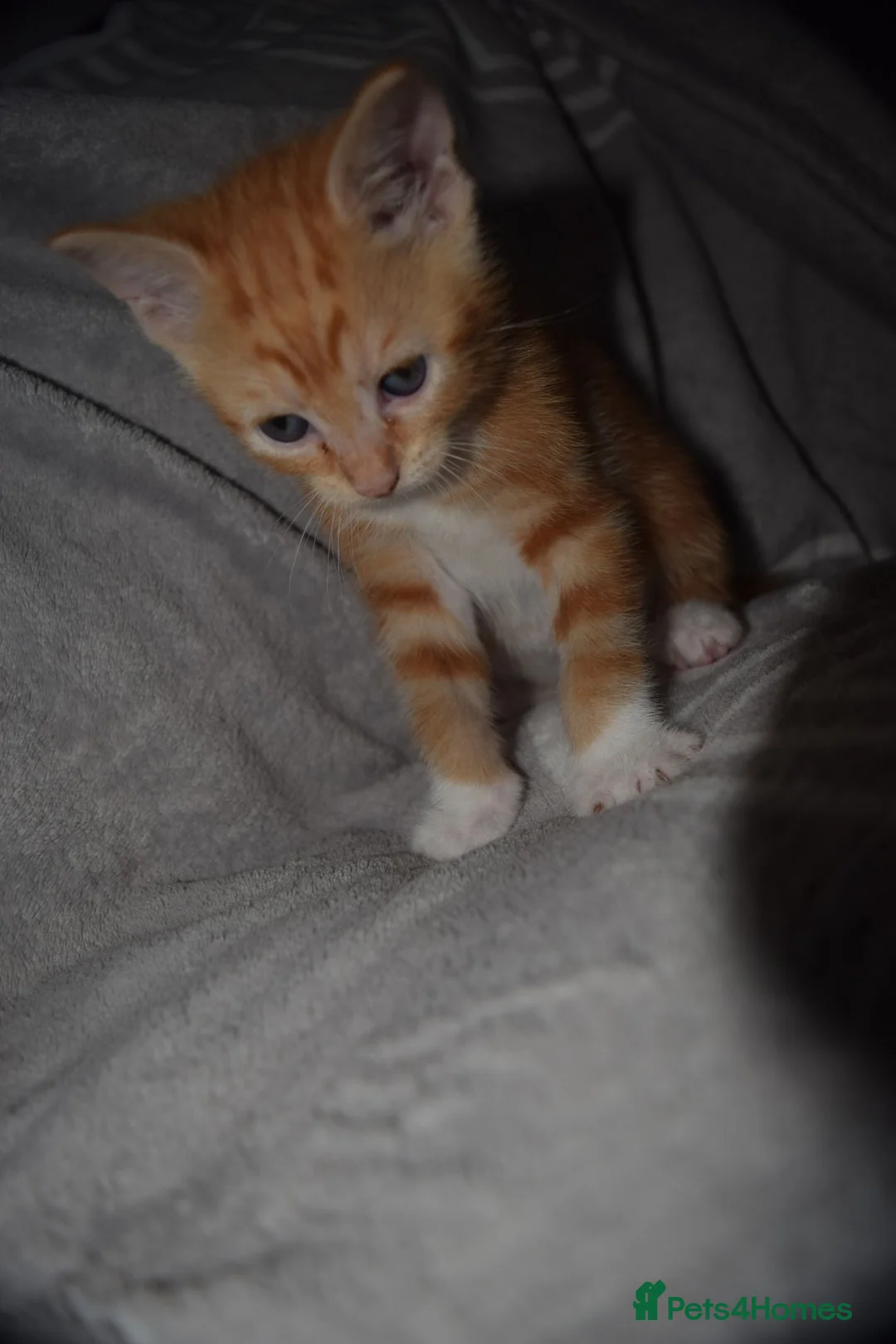 Mixed Breed cats for sale: Beautiful kittens for sale - Advert 2