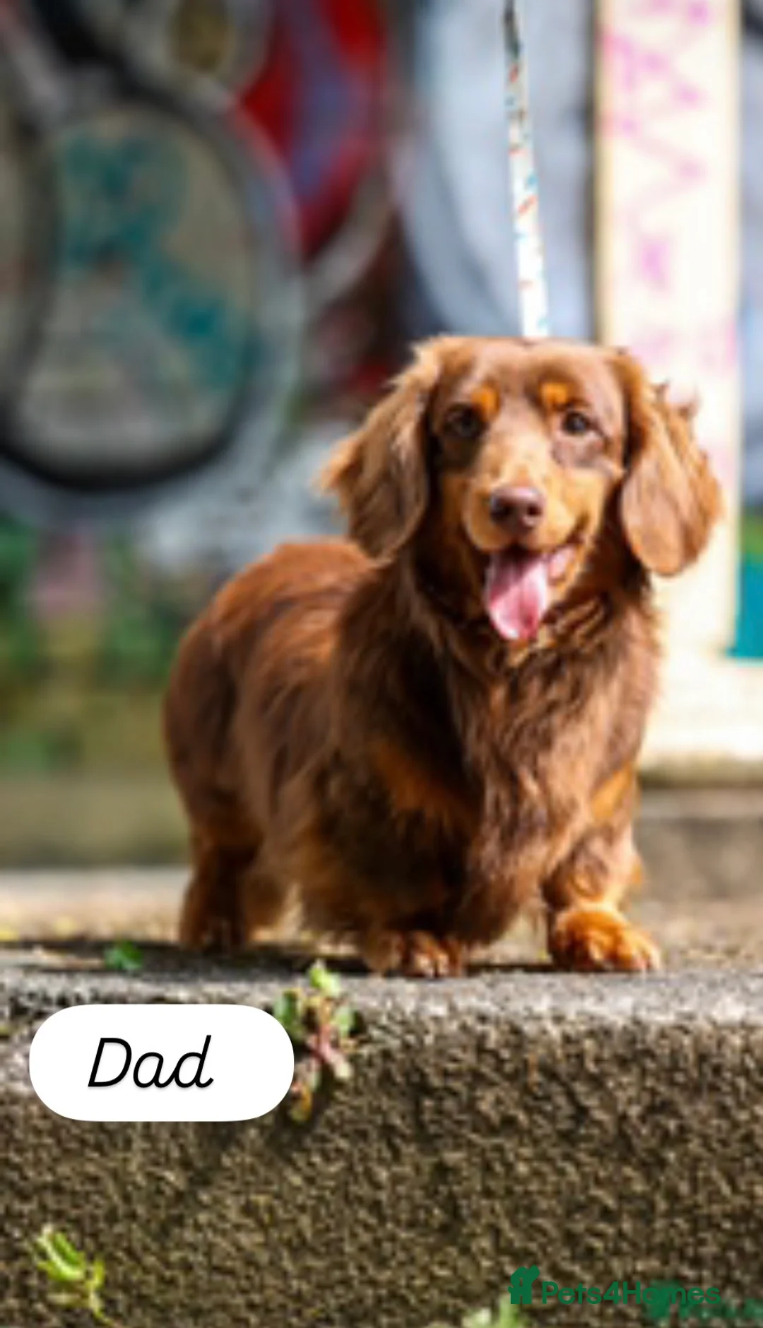 Miniature Dachshund dogs for sale: Longhaired stunning miniature Daschunds - Advert 17