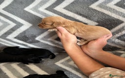 Cockapoo dogs for sale: Cockapoo puppys - Image 4