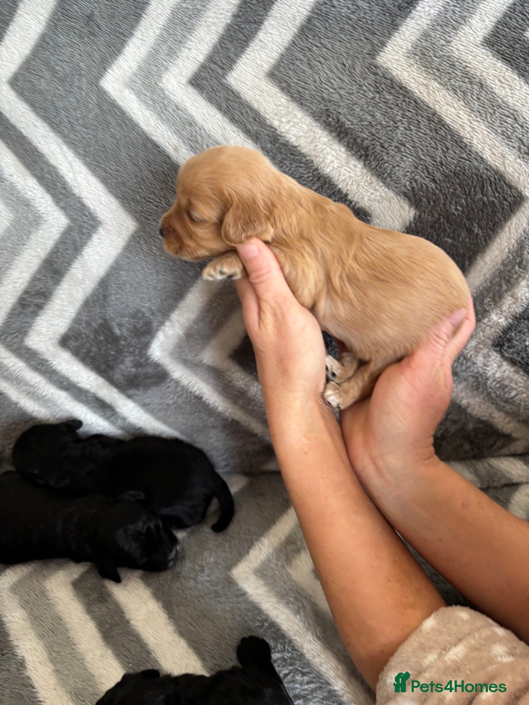 Cockapoo dogs for sale: Cockapoo puppys - Image 4