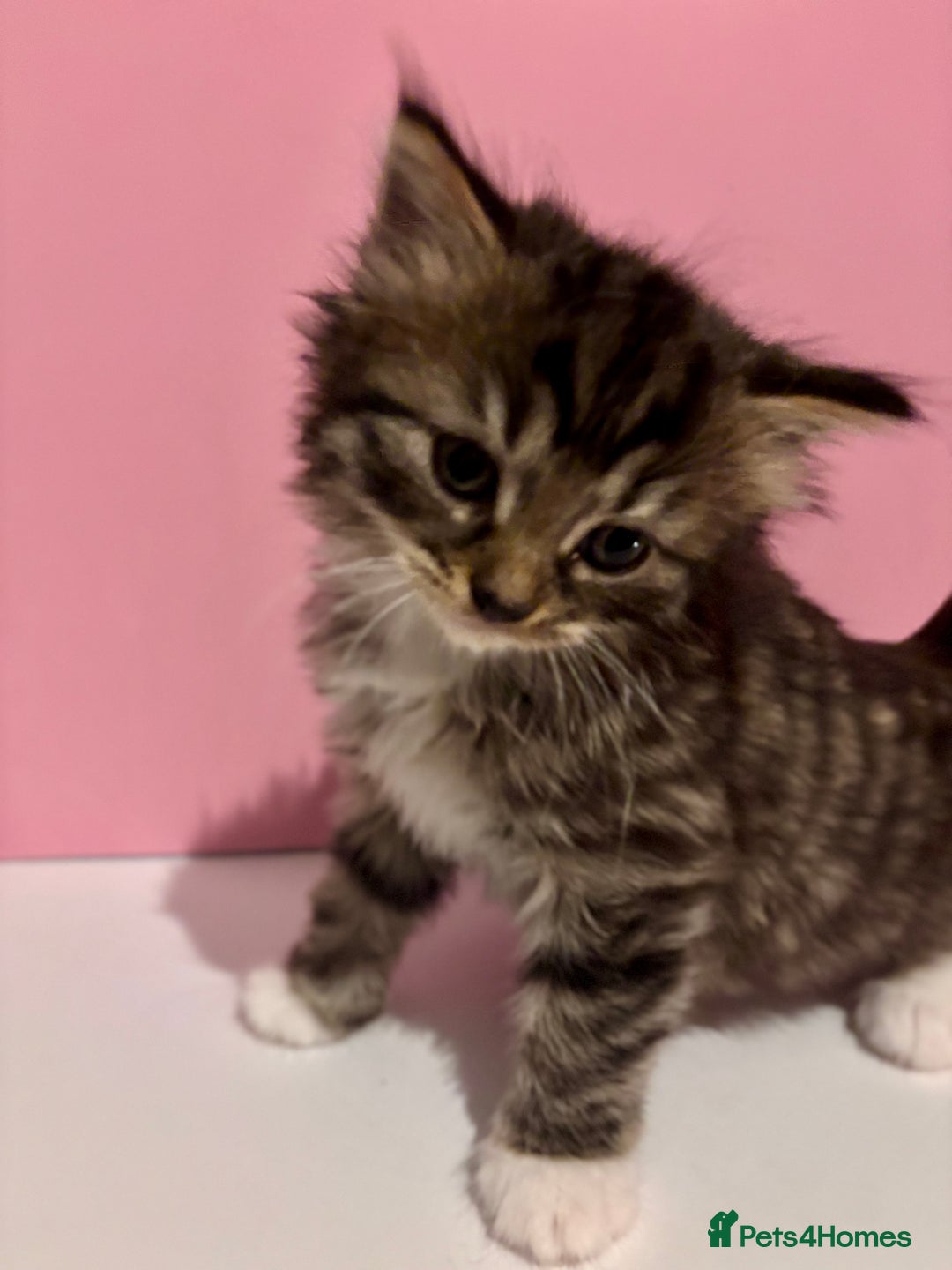 Mixed Breed cats for sale: Kittens  - Advert 7