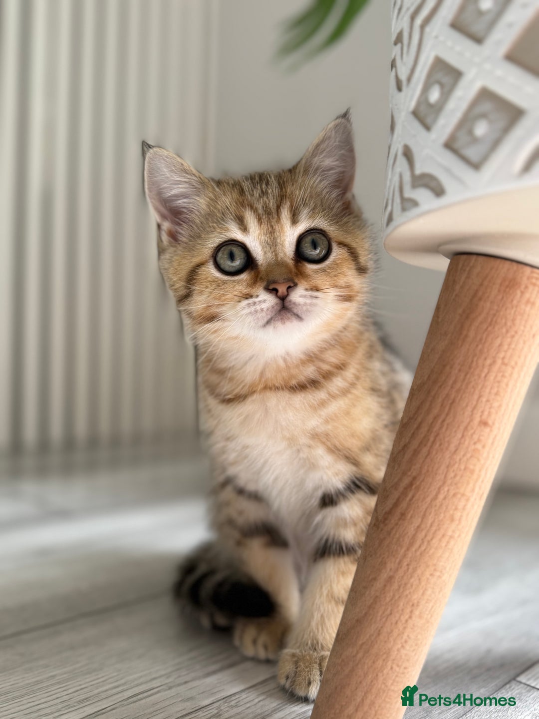 Scottish Fold cats for sale: The last Scottish Kitten ready for a loving home - Image 2