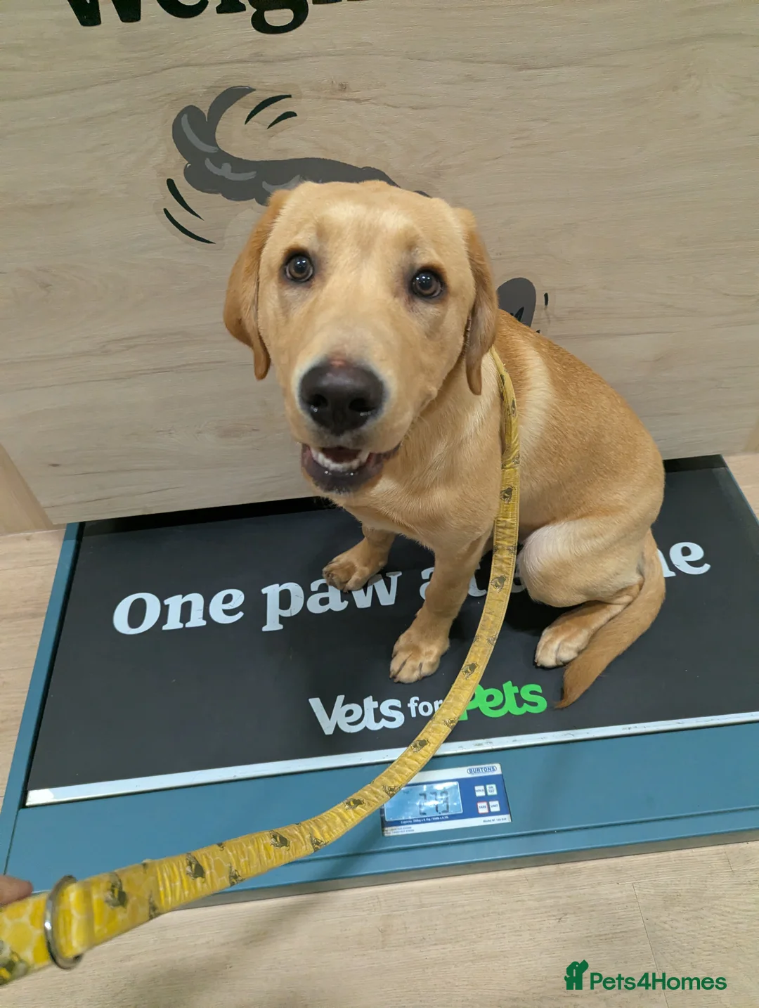 Labrador Retriever dogs for sale: 6 month old yellow lab in Wrexham - Advert 2