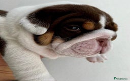 English Bulldog dogs for sale: Beautiful English bulldog puppies  - Advert 18
