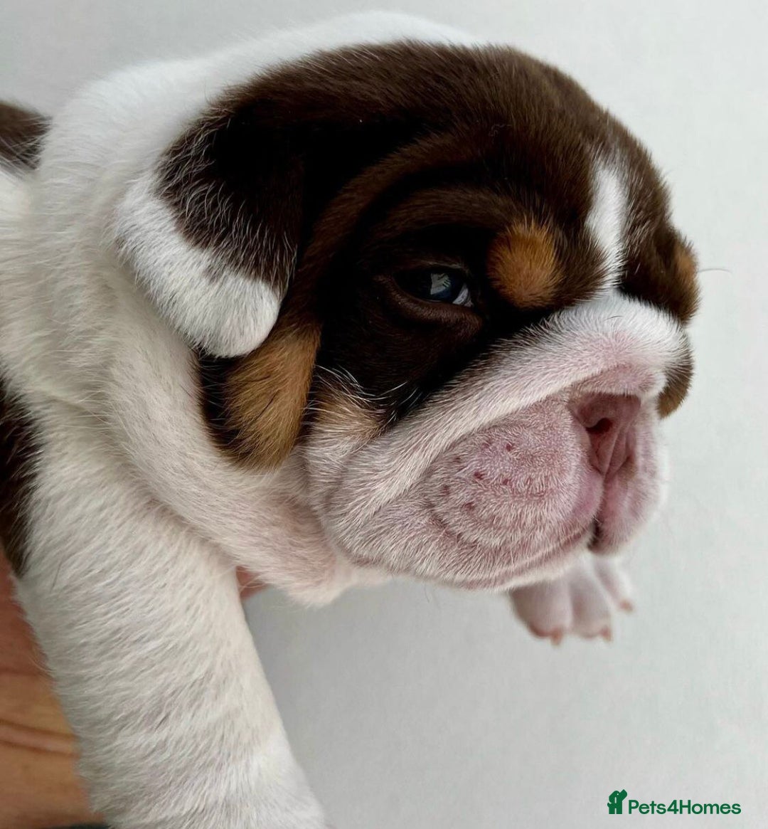 English Bulldog dogs for sale: Beautiful English bulldog puppies  - Advert 18