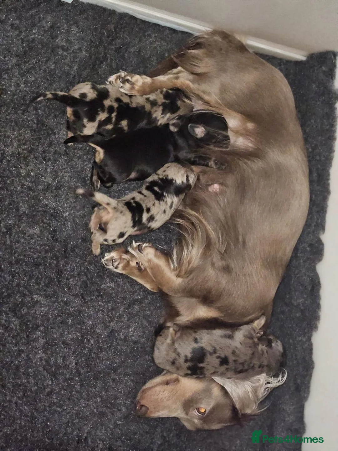 Miniature Dachshund dogs for sale: Beautiful Miniatures  in Manchester - Advert 1