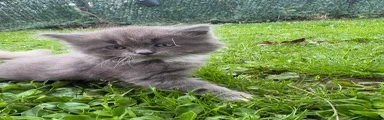 Ragdoll 2