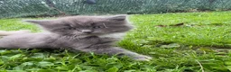 Ragdoll cats for sale: Ragdoll & ragcoon kittens - Advert 7