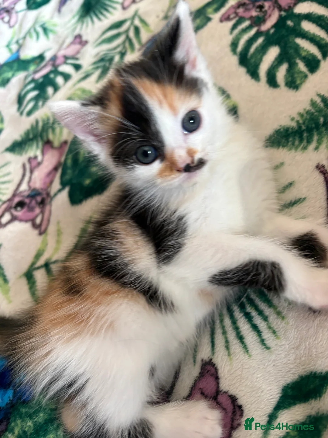 Mixed Breed cats for sale: 3 beautiful female kittens  - Advert 1